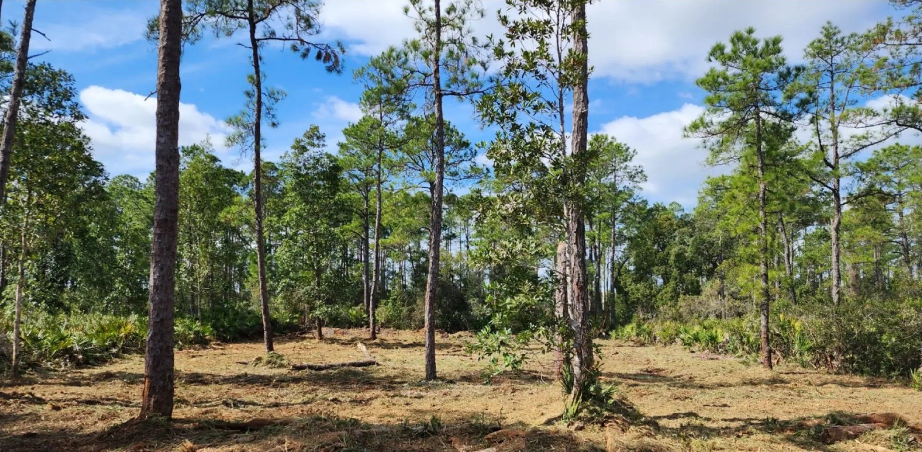 Land clearing after view - cleared property with vegetation removed