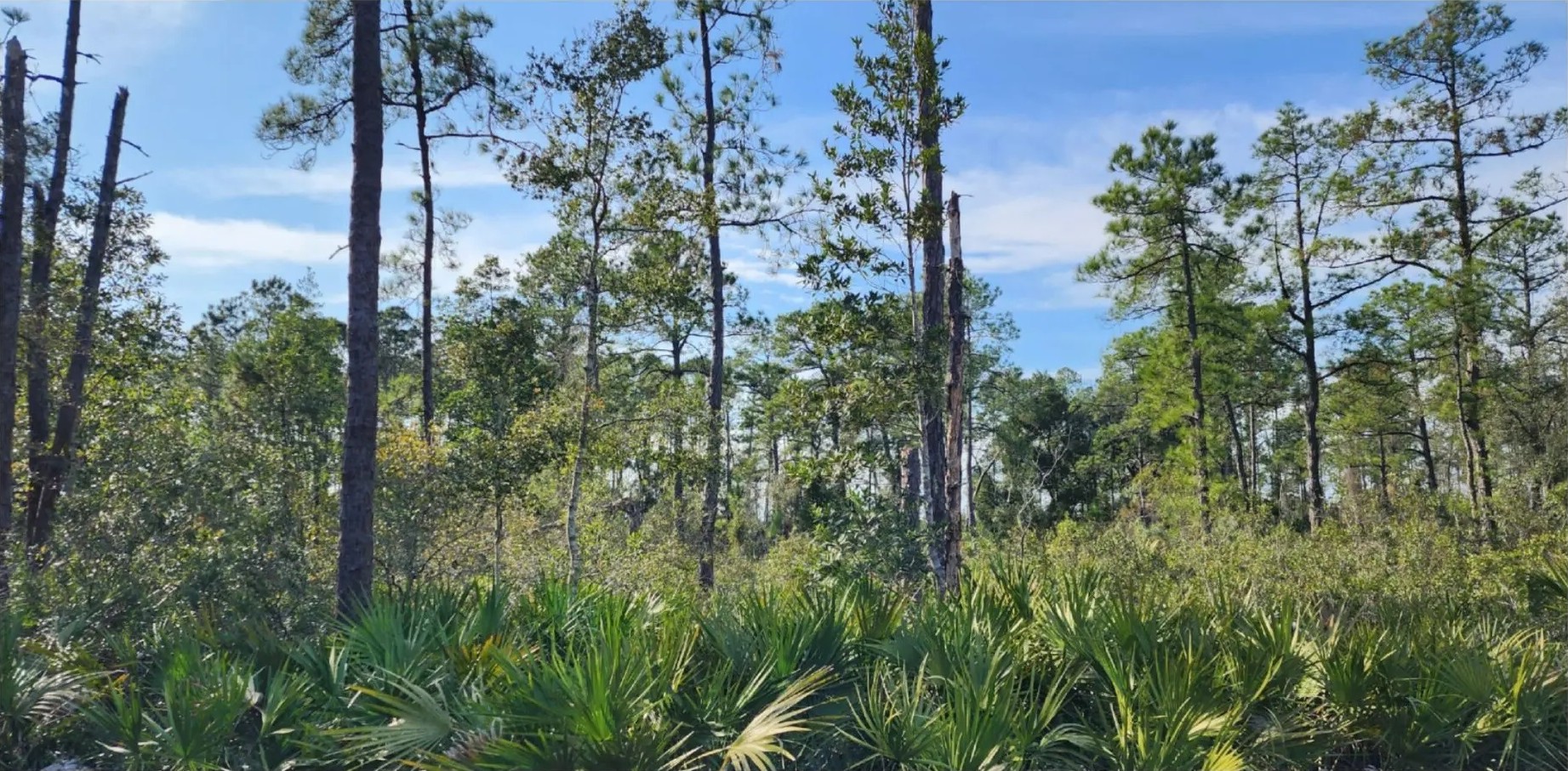 Land clearing before view - overgrown property with dense vegetation