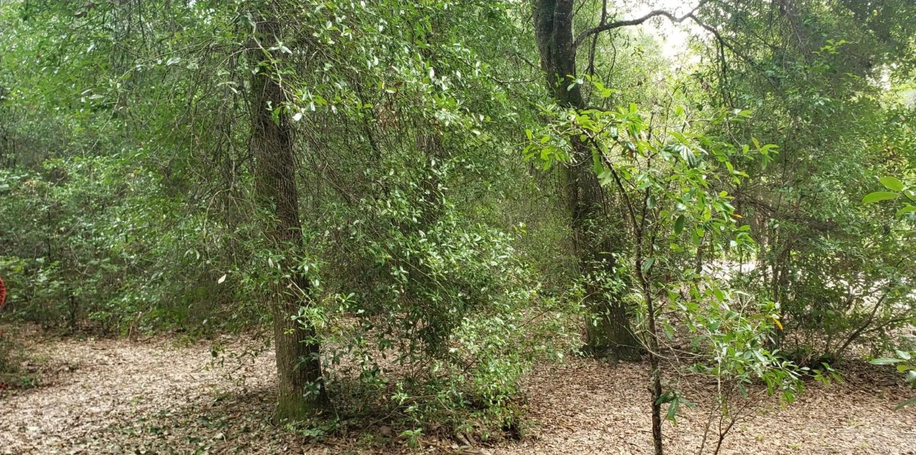 Land clearing before view - overgrown property with dense vegetation