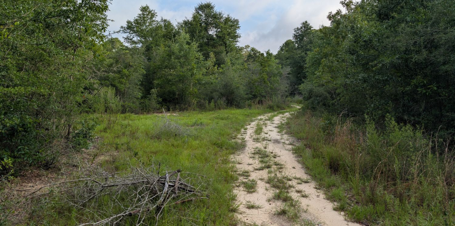 Land clearing before view - overgrown property with dense vegetation