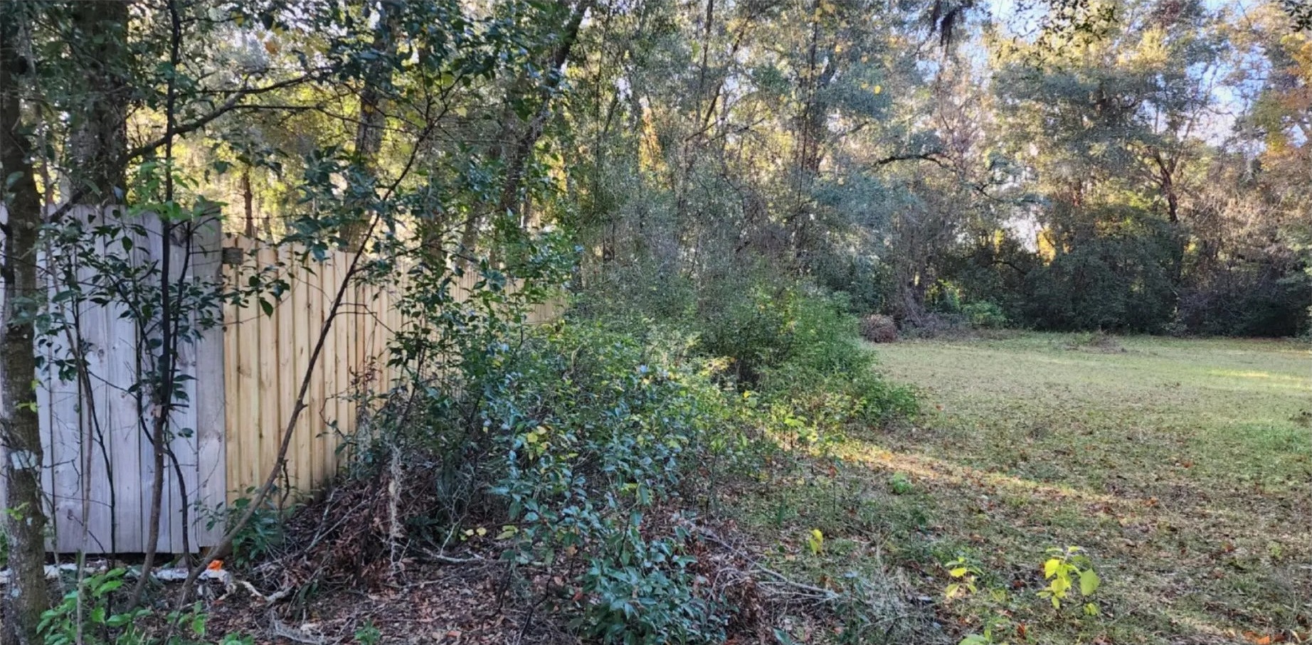 Land clearing before view - overgrown property with dense vegetation