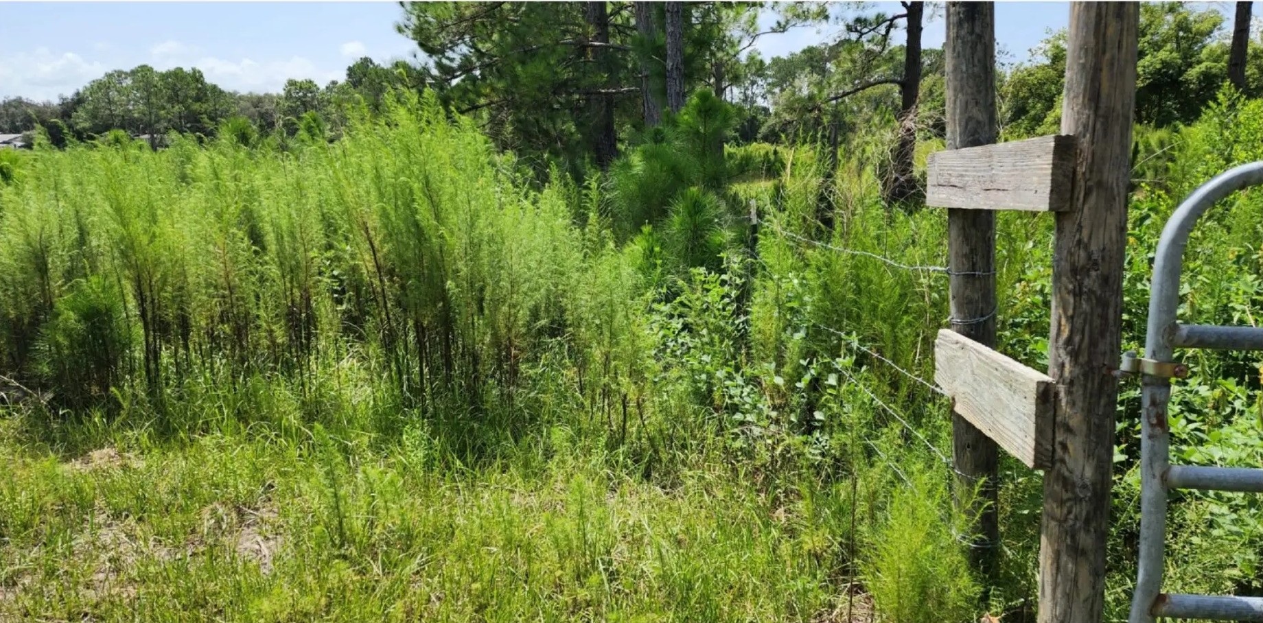 Land clearing before view - overgrown property with dense vegetation
