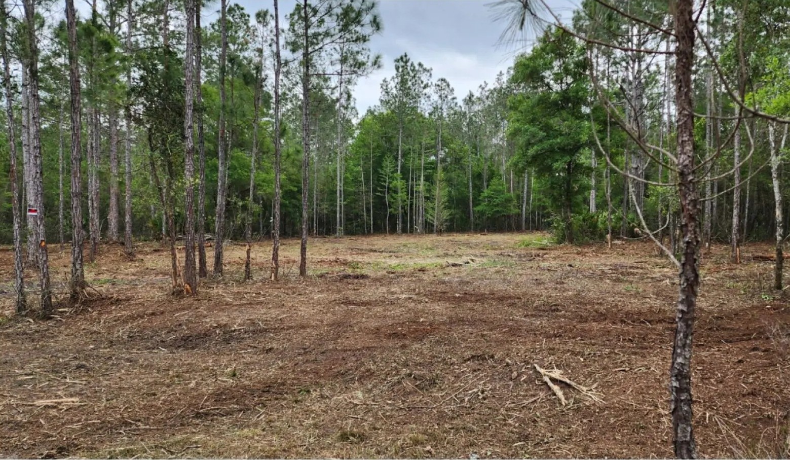 Land clearing after view - cleared property with vegetation removed