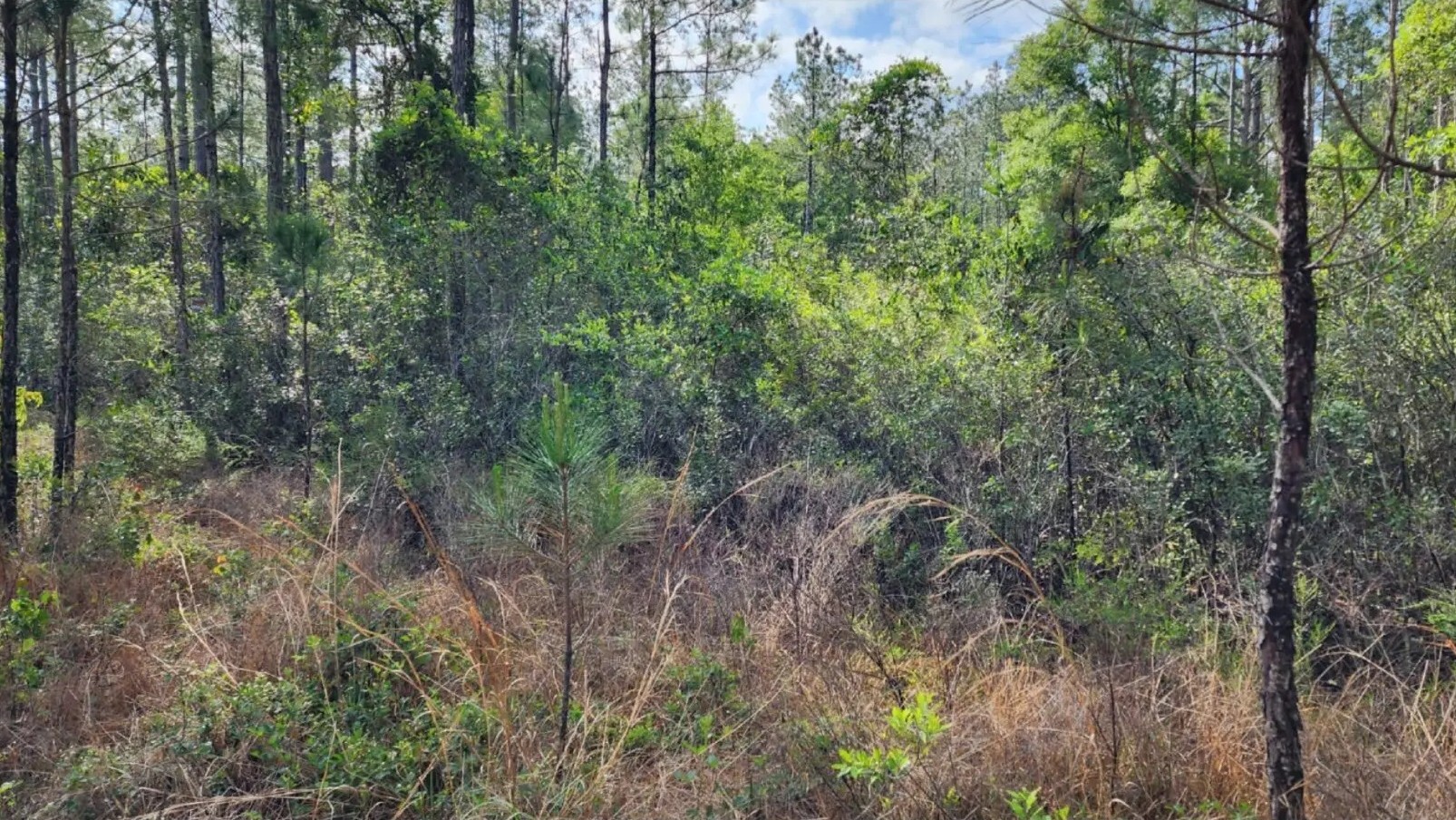 Land clearing before view - overgrown property with dense vegetation