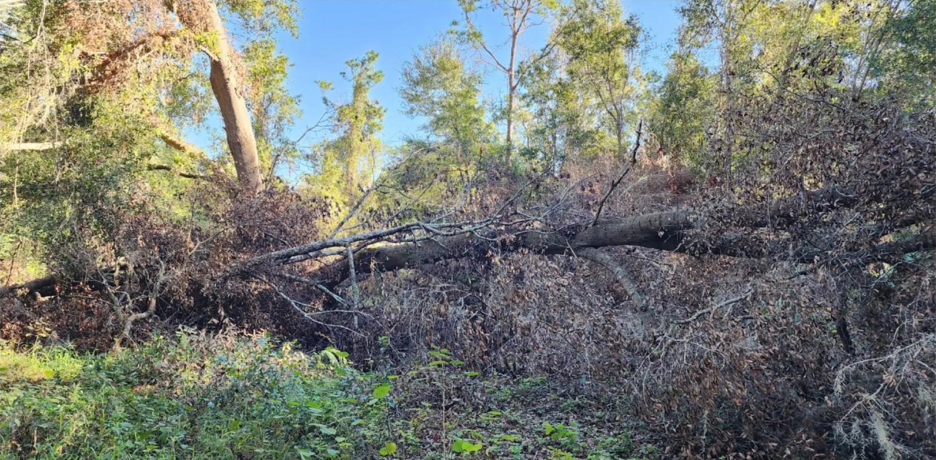 Land clearing before view - overgrown property with dense vegetation